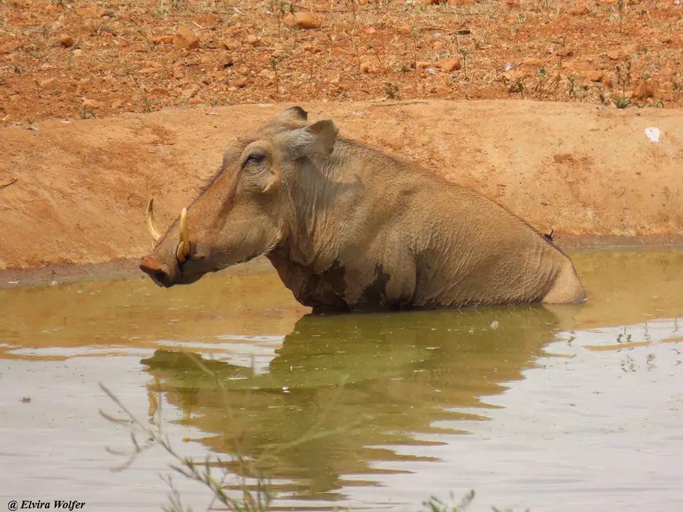 DesertWarthogsatwaterhole4.jpg