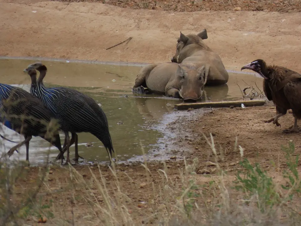 DesertWarthogsatwaterhole6.jpg
