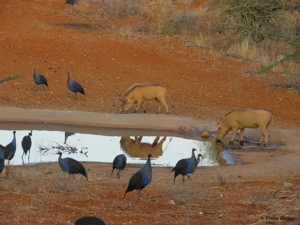 DesertWarthogswaterhole2.jpg