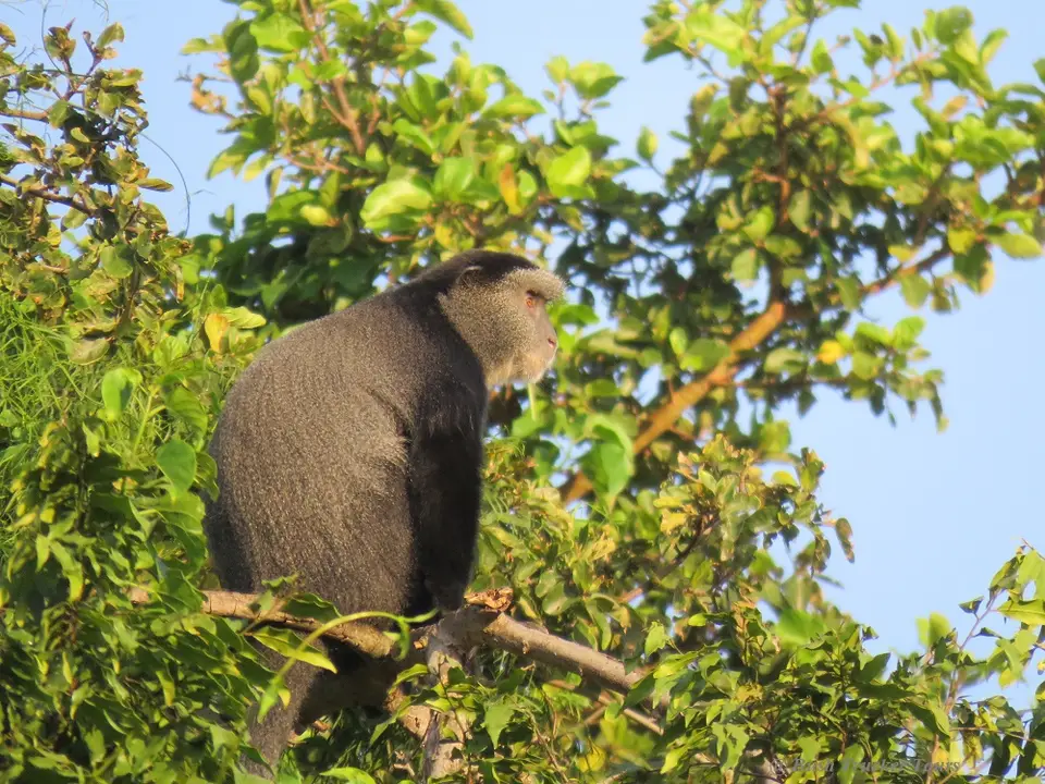 DiademMeerkatze-2.jpg