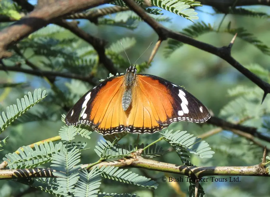 Diadembutterflyfemale-2.jpg
