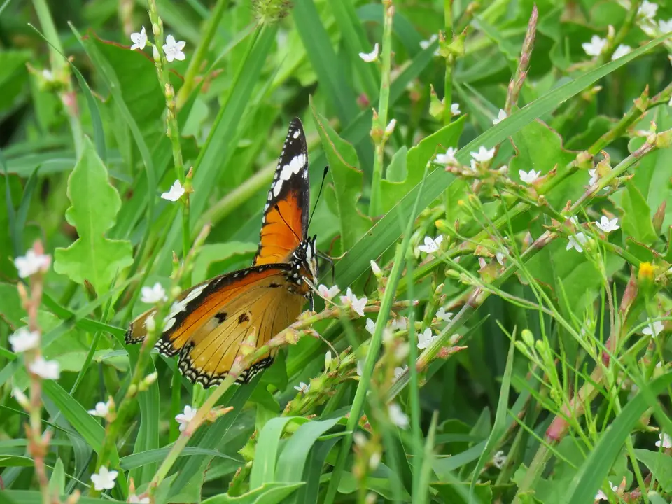 Diadembutterflyfemale.jpg