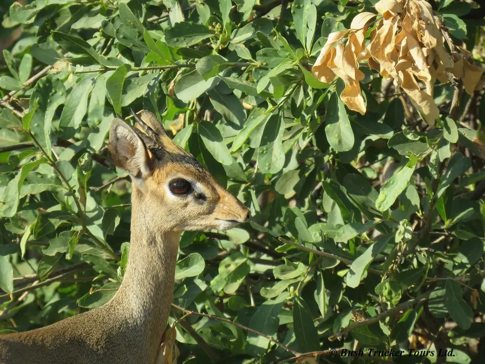Dikdik-2.jpg