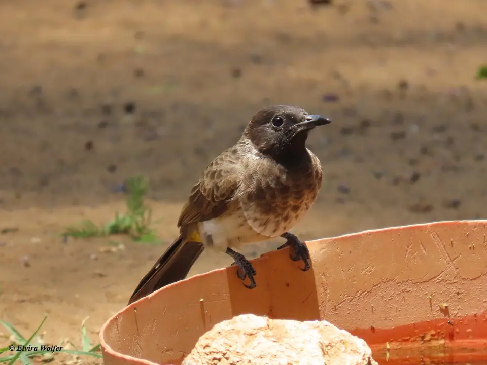 Dodson'sBulbul1.jpg