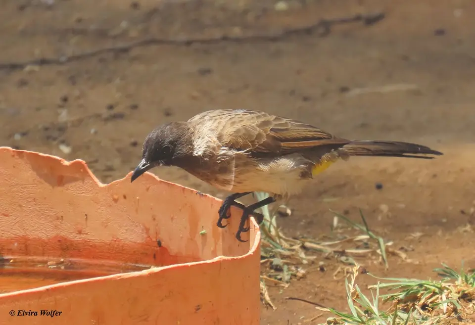 Dodson'sBulbul2.jpg