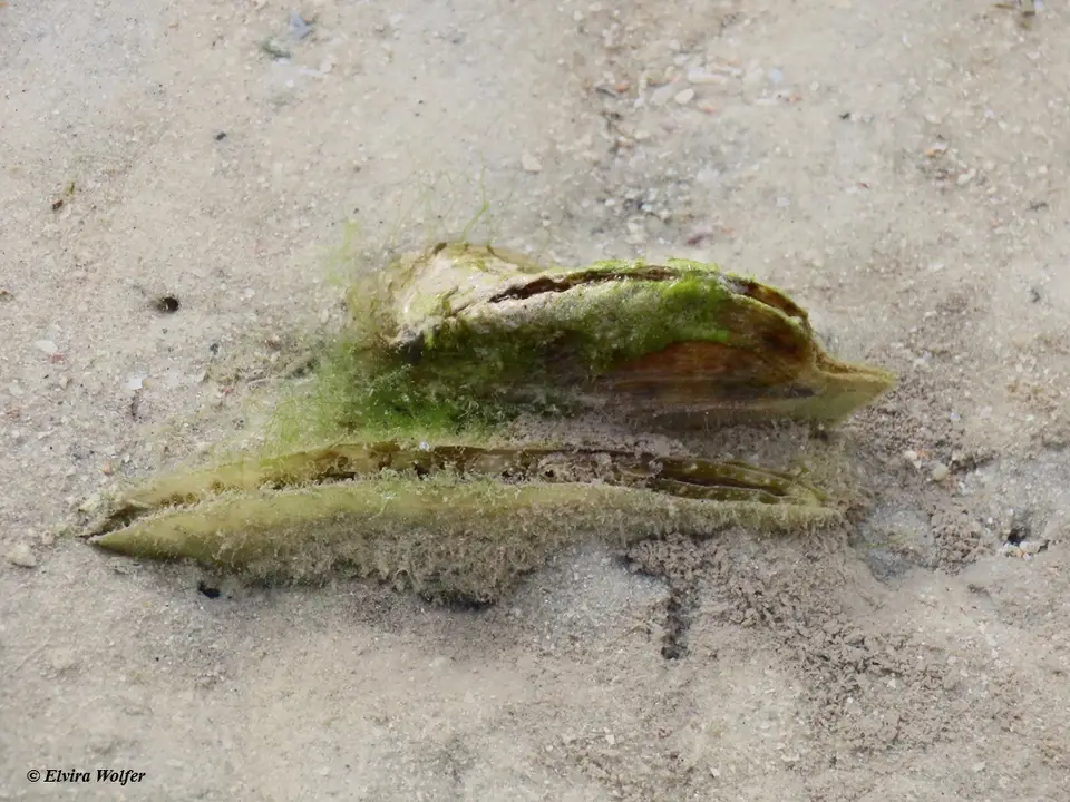 DolchMuschelvergraben.jpg