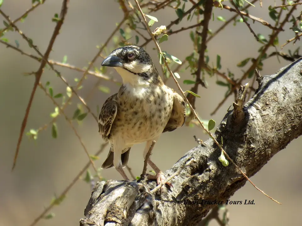 Donaldson-SmithsSparrowWeaver.jpg