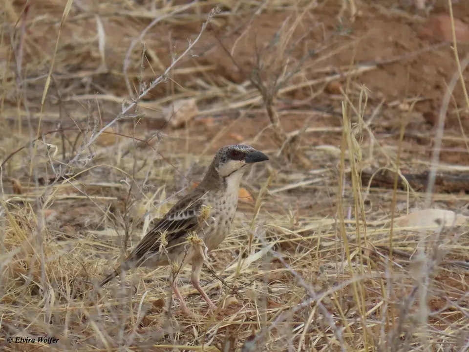 DonaldsonSmith'sSparrow-weaver.jpg