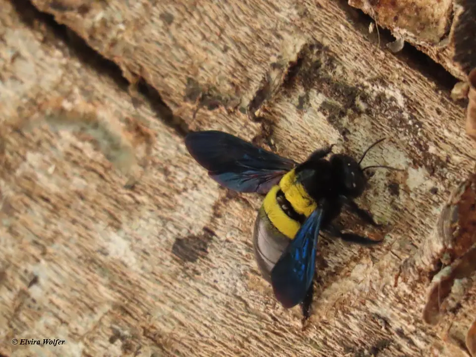 Double-bandedCarpenterBee.jpg