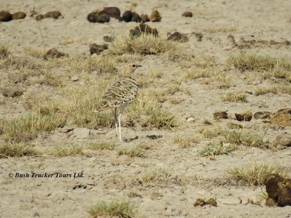 Double-bandedCourser.jpg