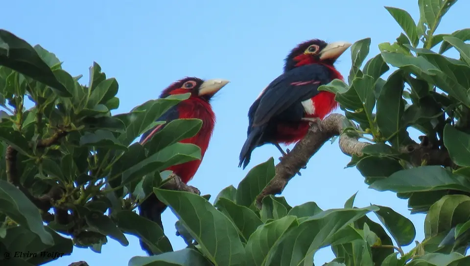 Double-toothedBarbet.jpg