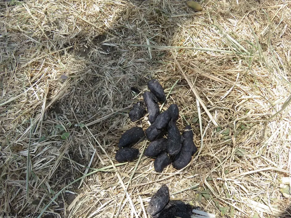 Droppings.jpg