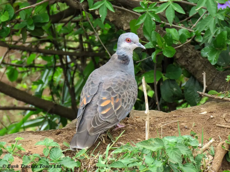 DuskyDove.jpg