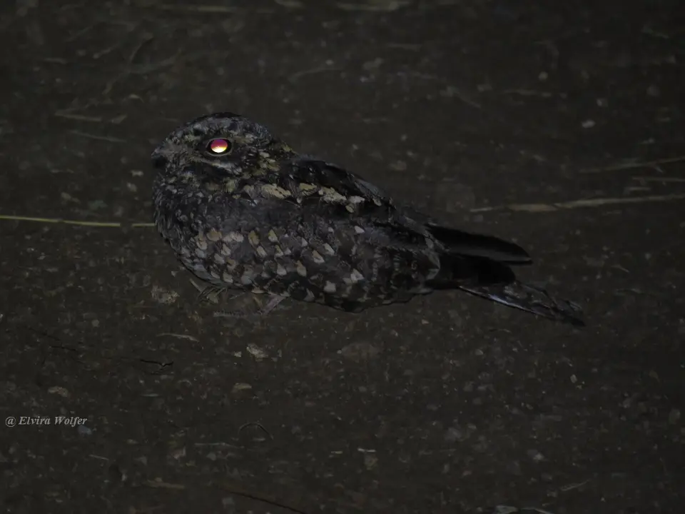 DuskyNightjar.jpg