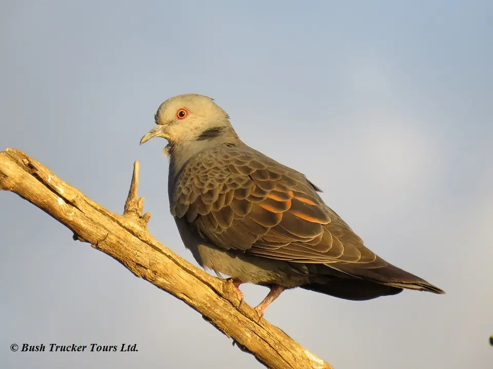DuskyTurtleDove.jpg