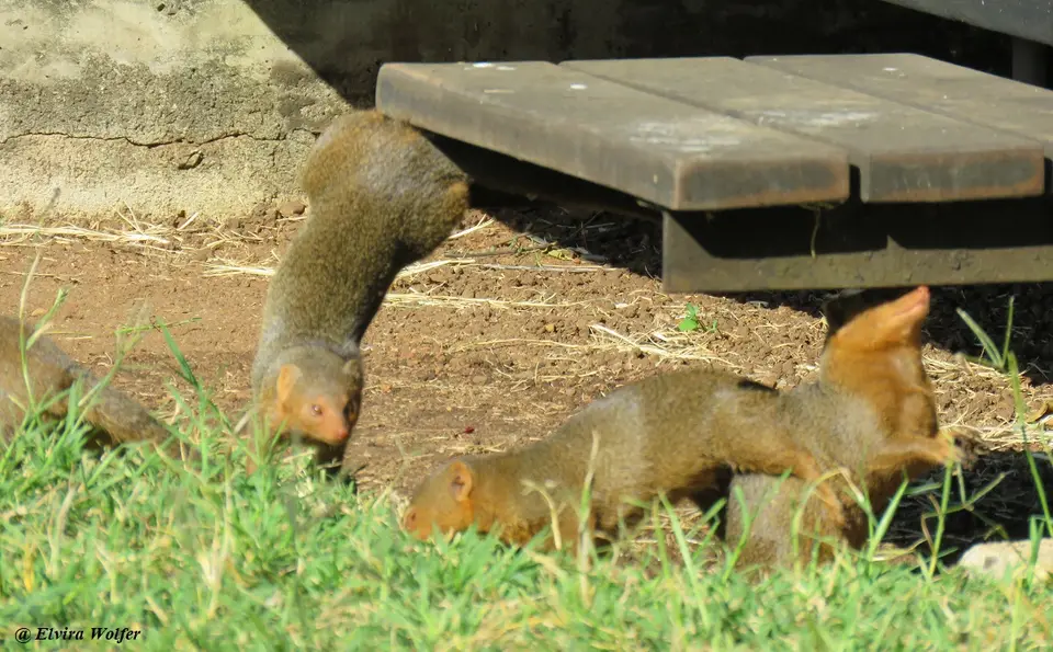 DwarfMongoose1-2.jpg