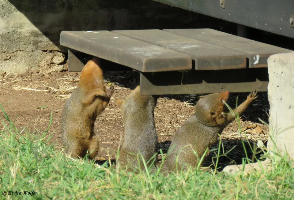 DwarfMongoose2-2.jpg