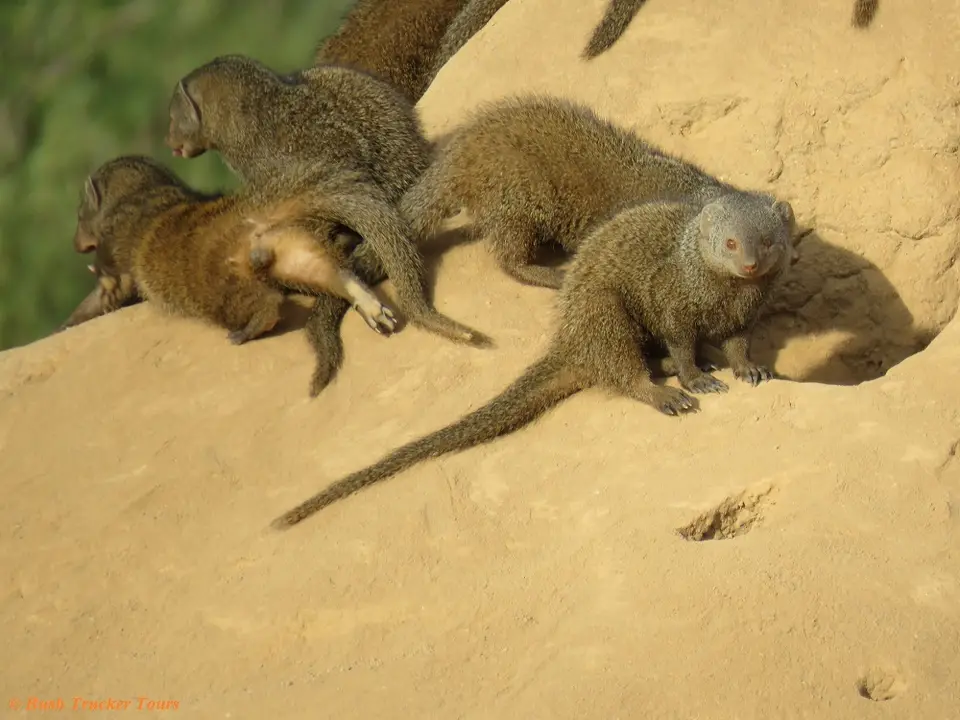 DwarfMongoose3.jpg