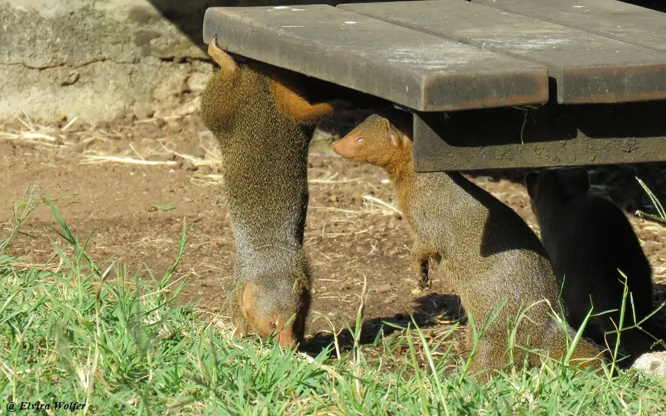 DwarfMongoose5.jpg