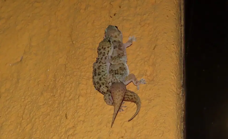 EastAfricanHouseGecko.jpg