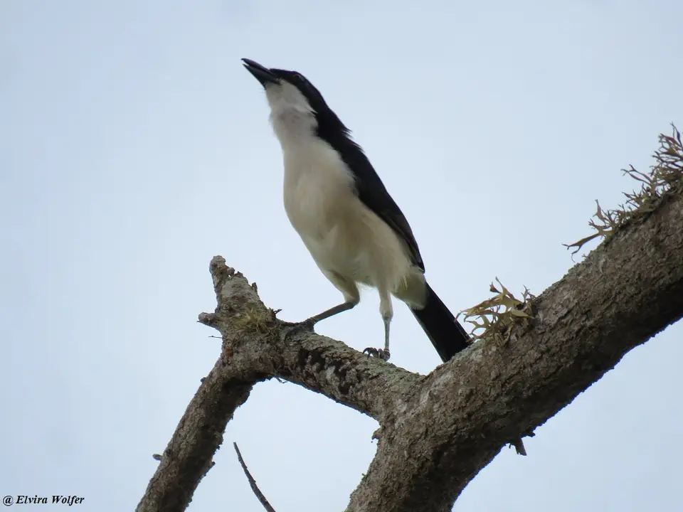 EastCoastBoubou.jpg