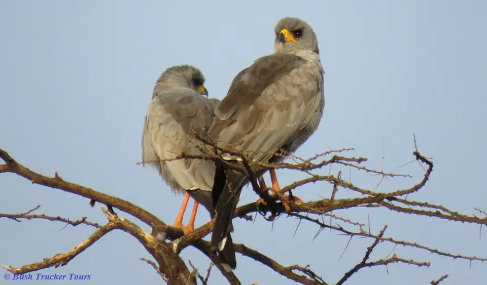 EasternChantingGoshawkpair.jpg