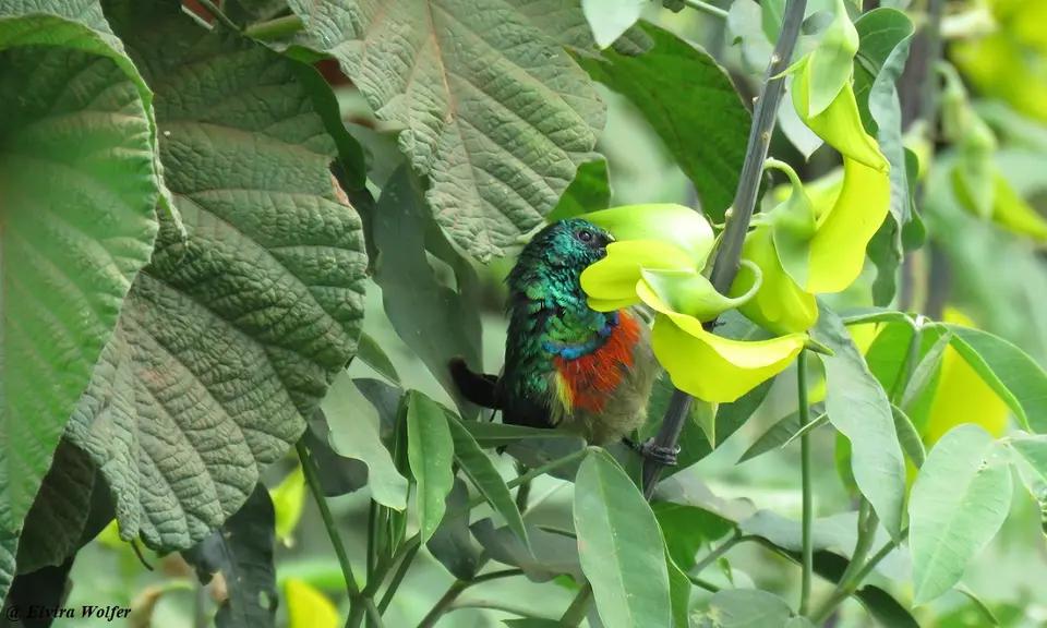 EasternDouble-collaredSunbird-2.jpg