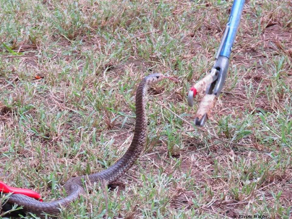 EasternForestCobra2.jpg
