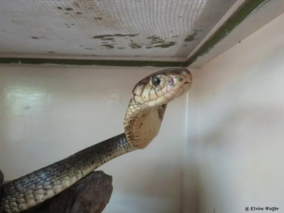 EasternForestCobra3.jpg