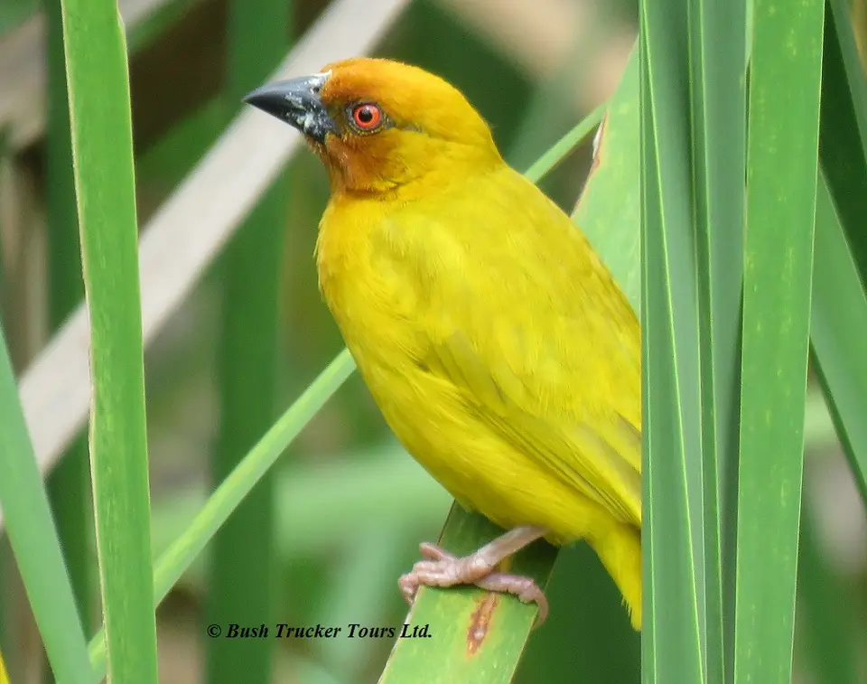 EasternGoldenWeaver.jpg