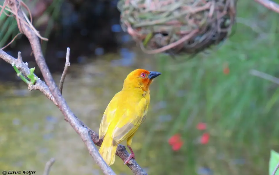EasternGoldenWeaver1.jpg