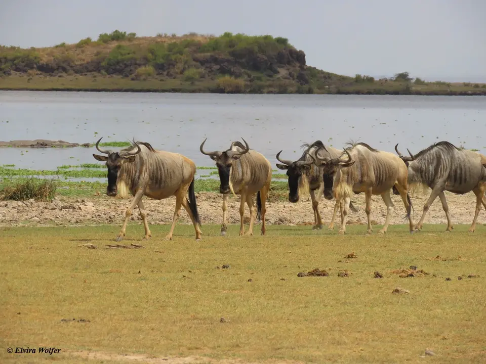 Easternwhite-beardedWildebeest1.jpg