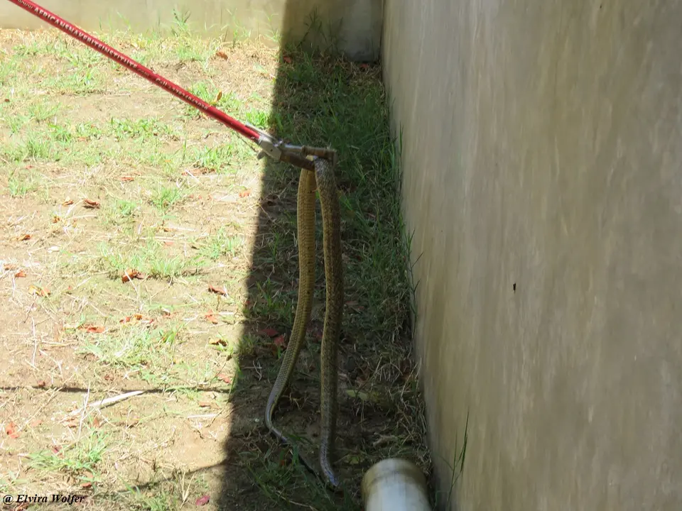 EgyptianCobra3.jpg