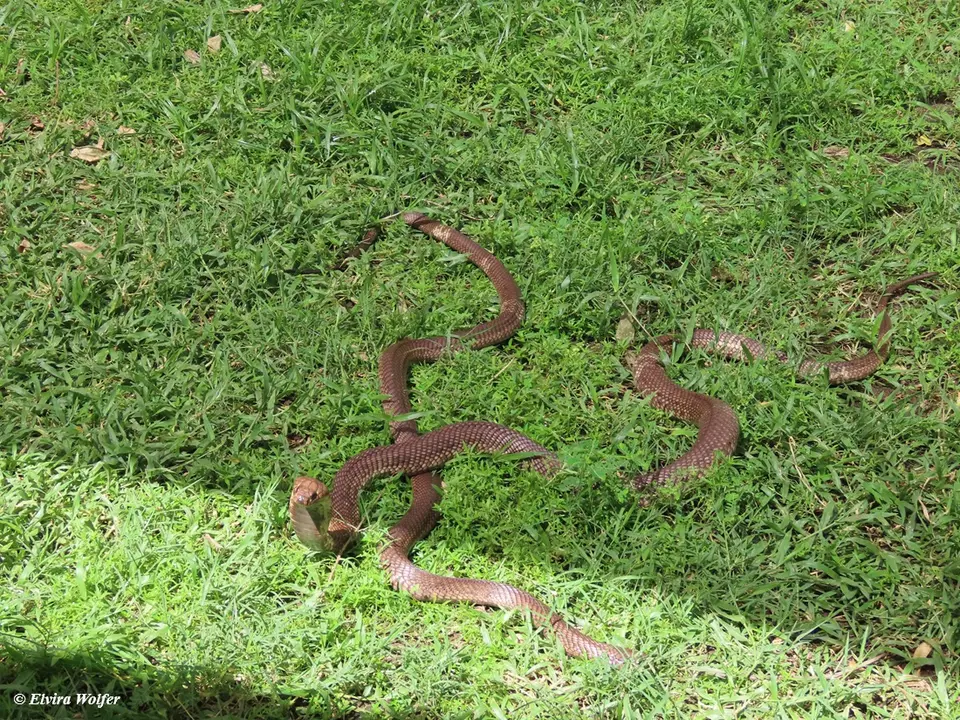 EgyptianCobra5.jpg