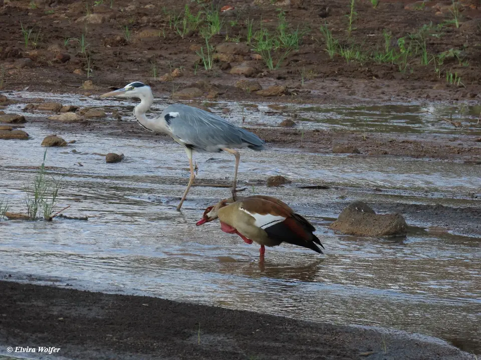 EgyptianGooseandGreyHeron.jpg