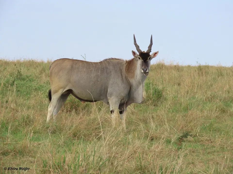 ElandAntelopeBull.jpg