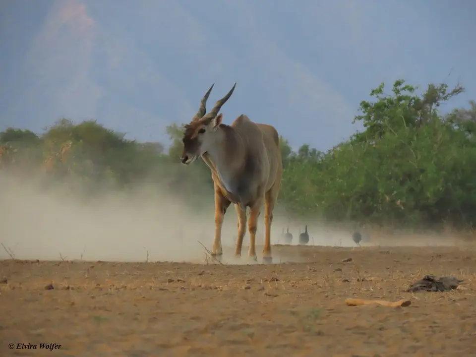 Elandantelope2.jpg