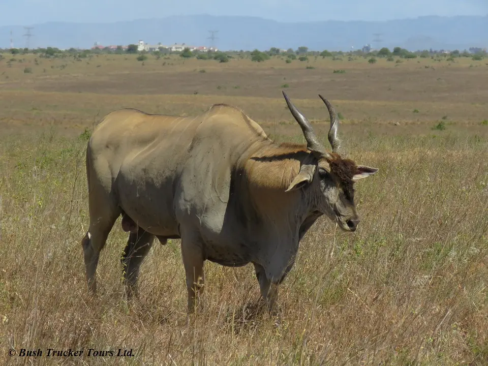 Elandantilopebigbull.jpg