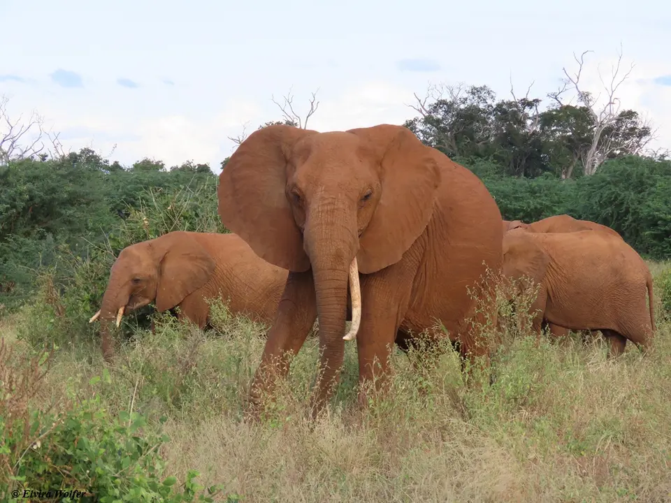 Elefant1Stosszahn.jpg