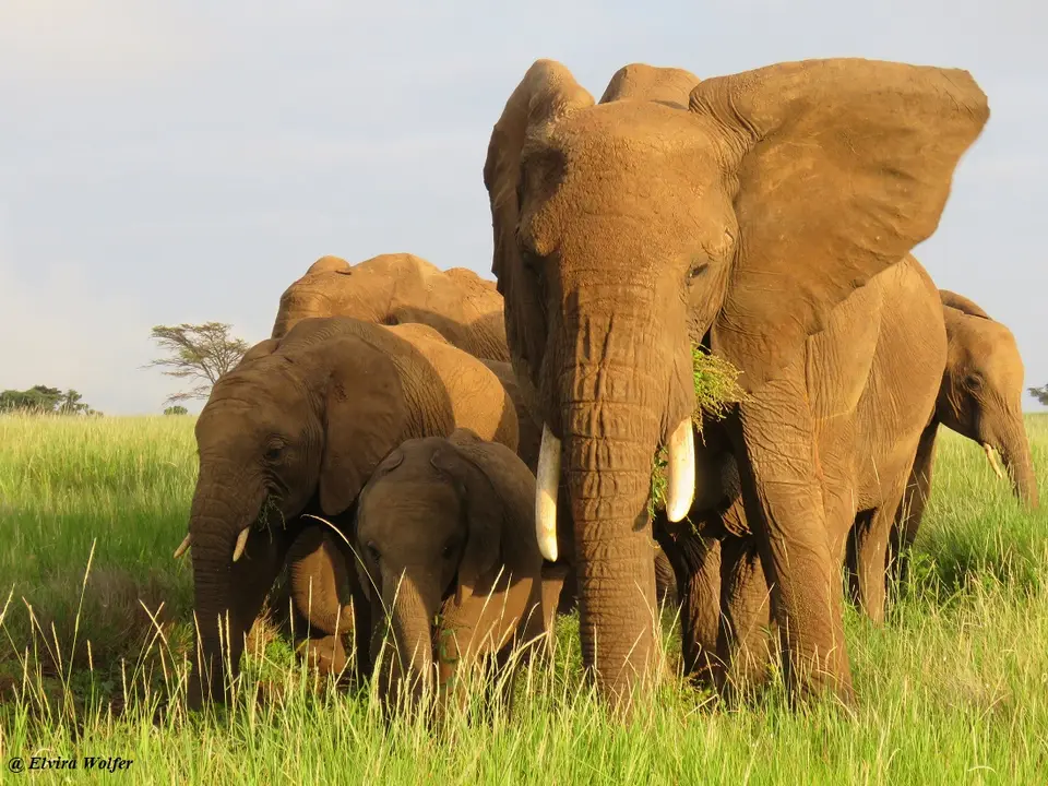 Elefanten7.jpg