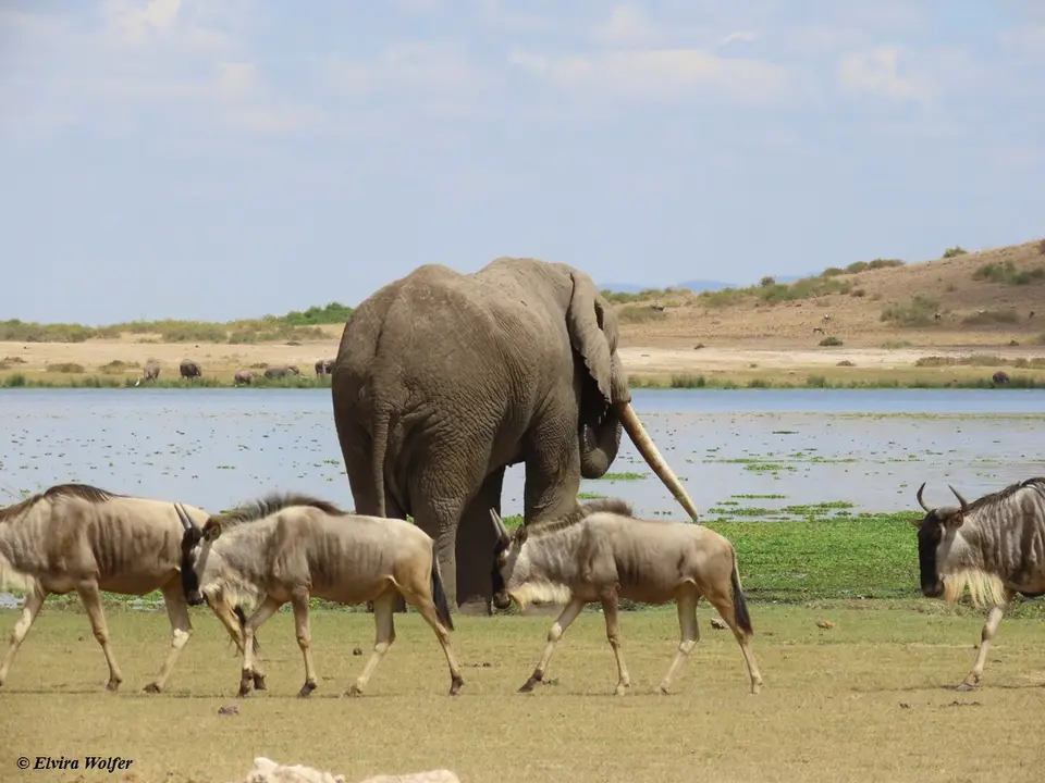 Elefantenbulle5Gnu.jpg