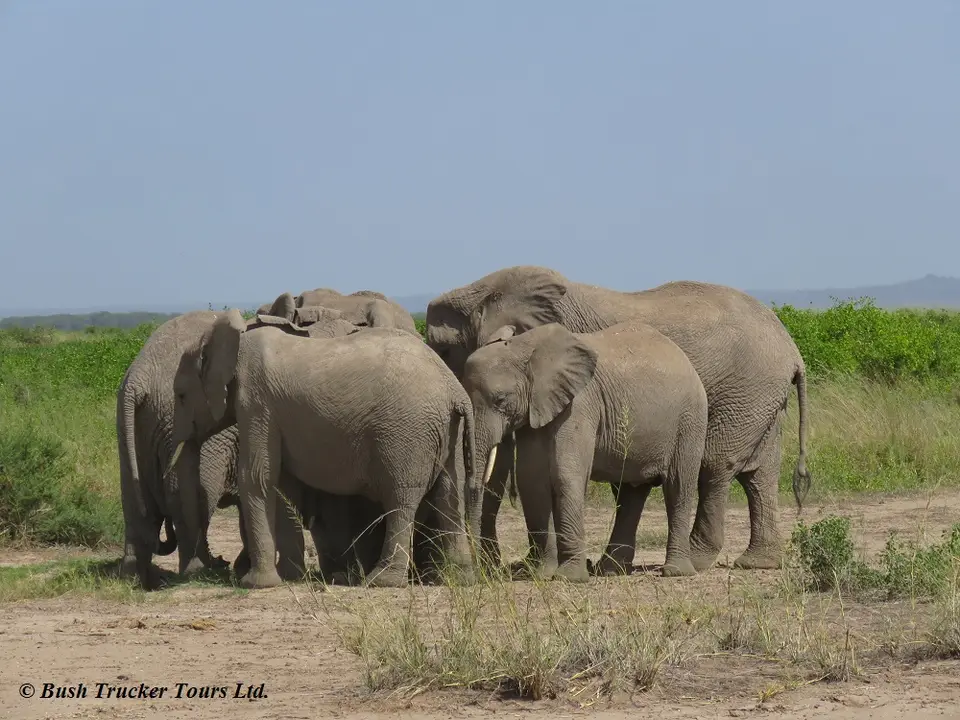 Elefantenfamilie11.jpg