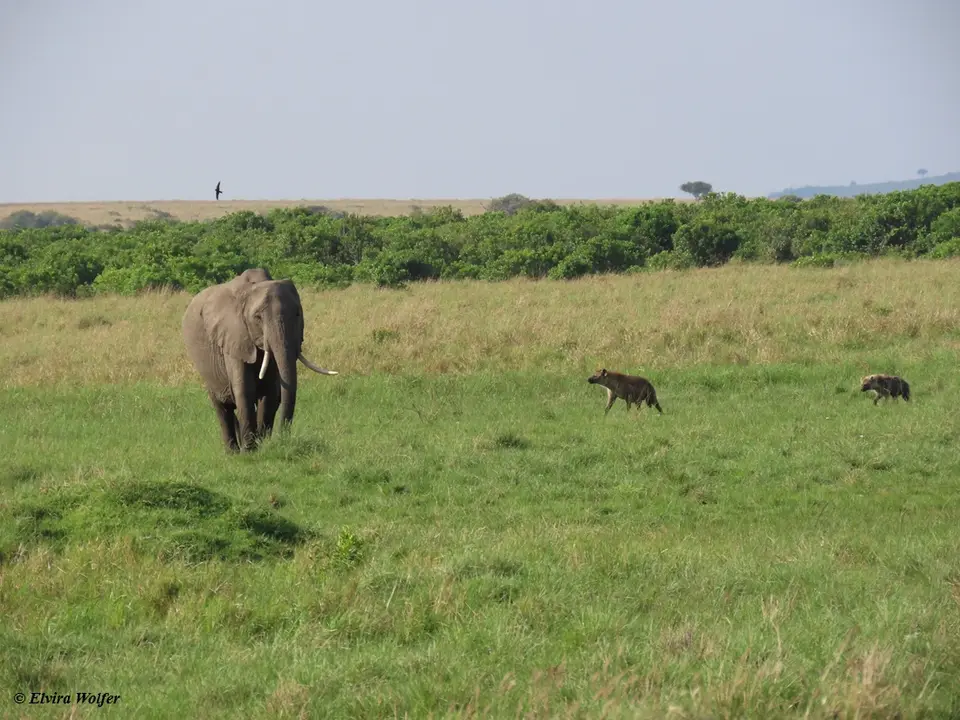 Elephant2.jpg