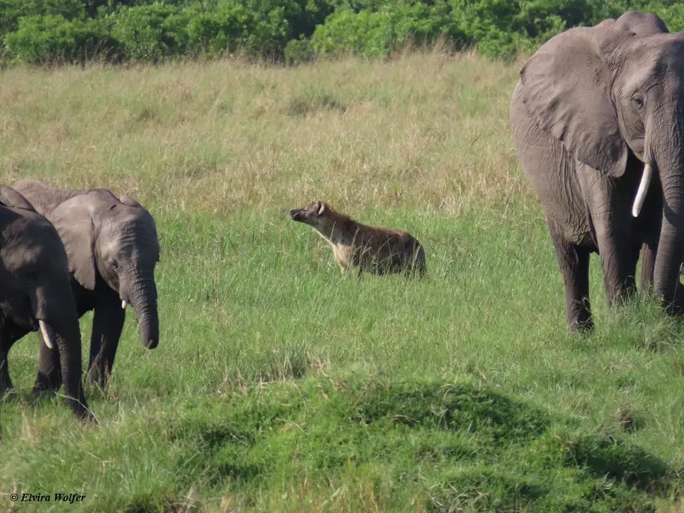 Elephant3.jpg