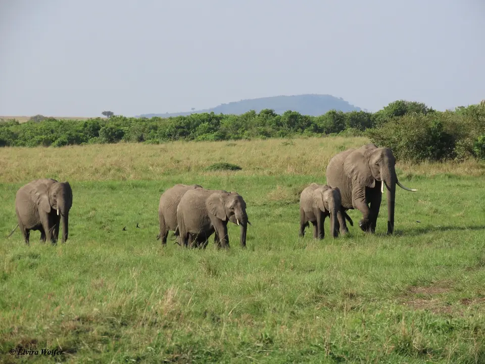 Elephant4.jpg