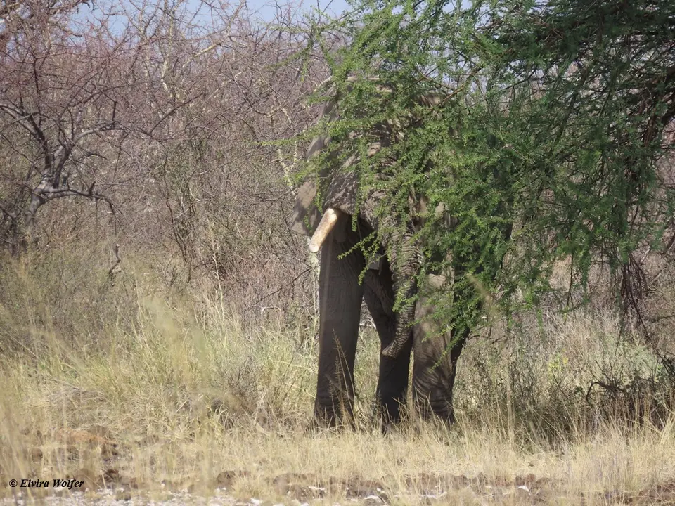 ElephantShaba1.jpg