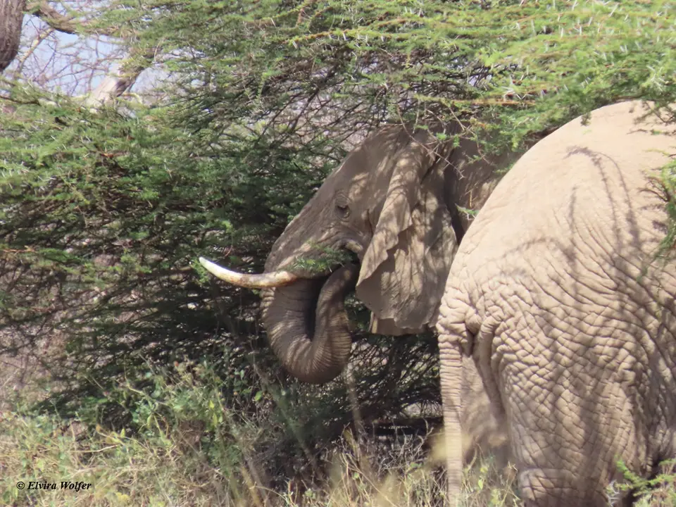 ElephantShaba2.jpg