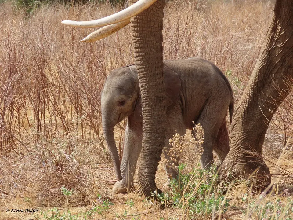 Elephantbaby2.jpg