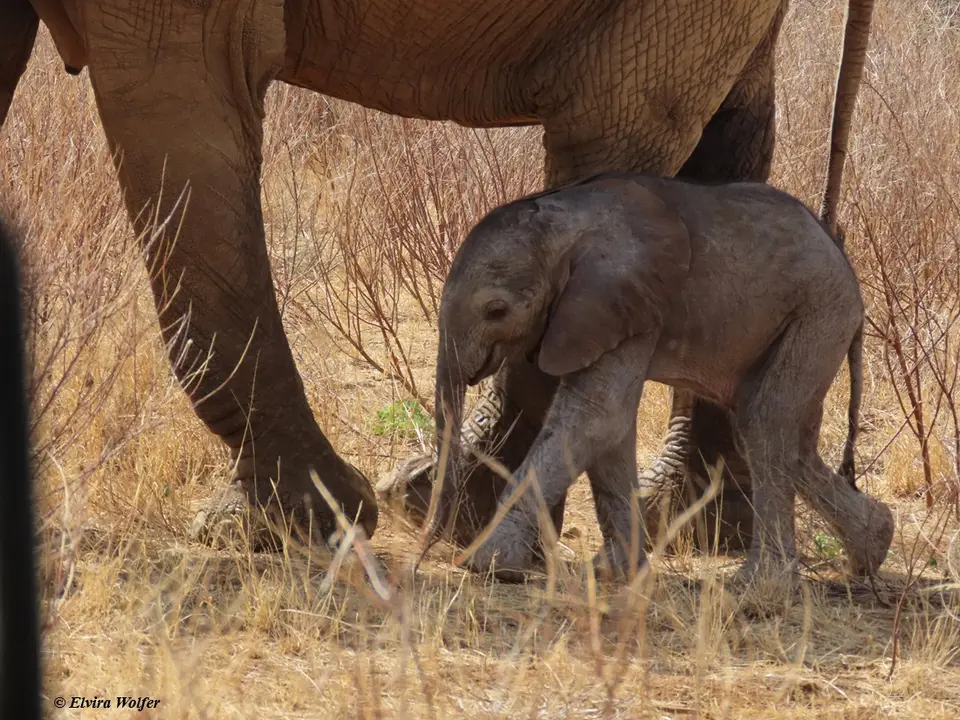 Elephantbaby4.jpg