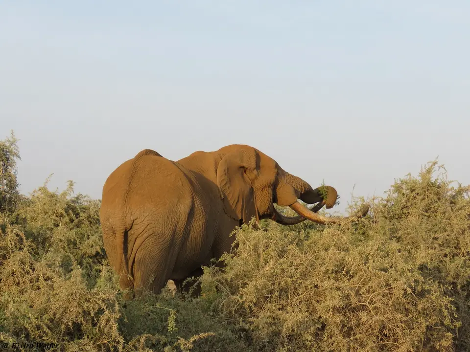 Elephantbull1.jpg